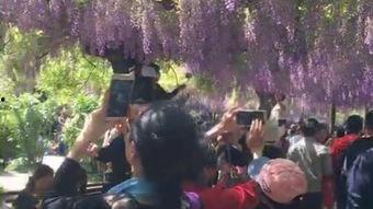 電視劇紫藤花園全集在線觀看,情感糾葛下的青春歲月